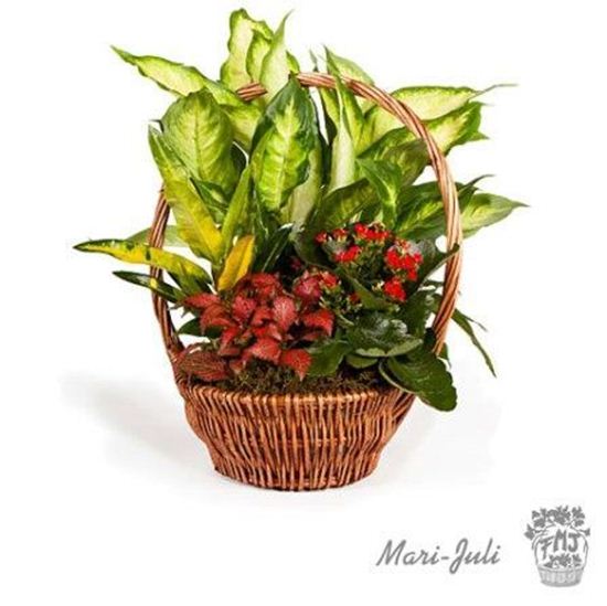 Imagen de Ref.FMJ0008.Cesta de Mimbre con Plantas en tonalidades verdes y rojos.