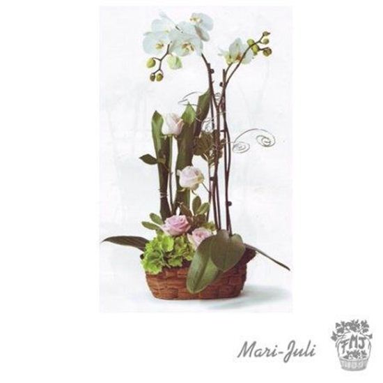 Imagen de Ref.ES5MIM.Planta Orquídea Phalaenopsis rosas Blancos con base.