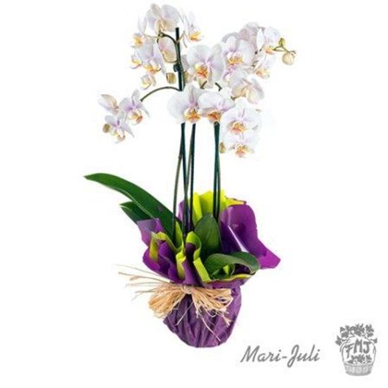 Imagen de  Ref.P0005.Orquideas de tres varas Tahiti