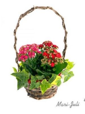 Ref.P0001.Cesta de Kalanchoes en varios colores.