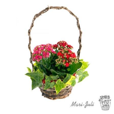 0000036_refp0001cesta-de-kalanchoes-en-varios-colores Ref.P0001.Cesta de Kalanchoes en varios colores.