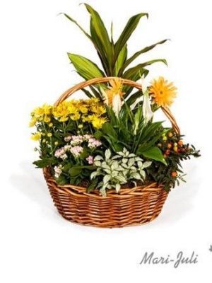 Ref.FMJ0013.Cesta de Mimbre con Plantas en tonalidades verdes y amarillos.