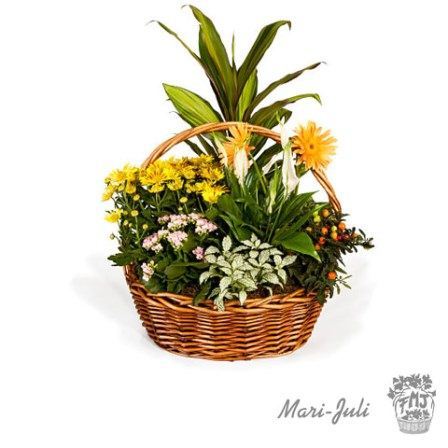 Ref.FMJ0013.Cesta de Mimbre con Plantas en tonalidades verdes y amarillos.
