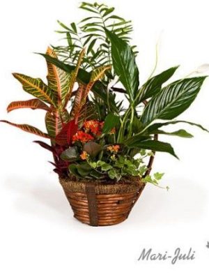 Ref.FMJ0009.Cesta de Mimbre con Plantas en tonalidades verdes y anaranjados.