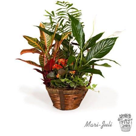 Ref.FMJ0009.Cesta de Mimbre con Plantas en tonalidades verdes y anaranjados.