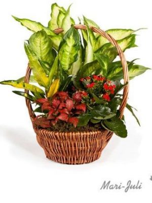 Ref.FMJ0008.Cesta de Mimbre con Plantas en tonalidades verdes y rojos.