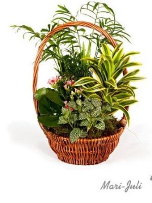 Ref.FMJ0012.Cesta de Mimbre con Plantas en tonalidades verdes.