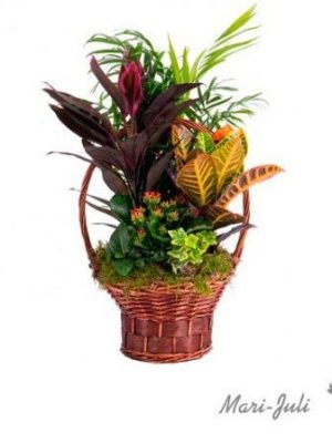 Ref.FMJ1000.Cesta Plantas Variada.