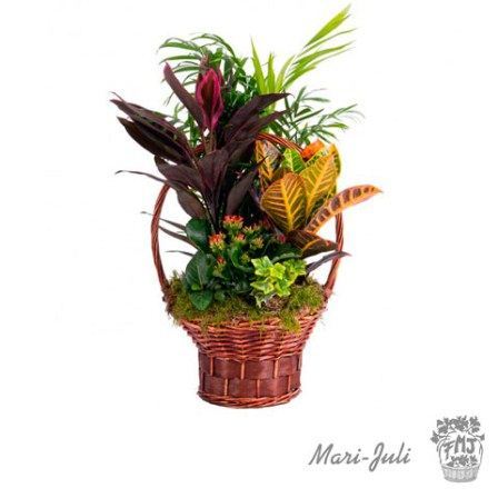 Ref.FMJ1000.Cesta Plantas Variada.