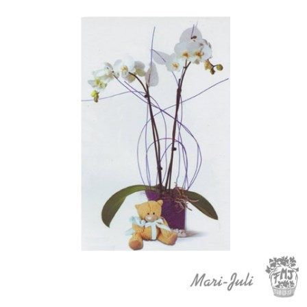 0000090_refes5espplanta-orquidea-phalaenopsis-jarron-peluche Ref.ES5ESP.Planta Orquidea Phalaenopsis Jarrón Peluche.