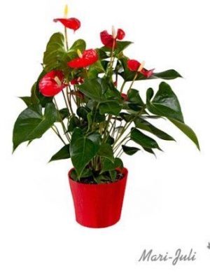 Ref.FMJ0018.Planta Decorada Anthurium .