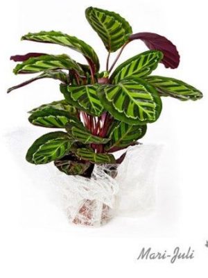 Ref.FMJ0019.Planta Decorada Maranta.