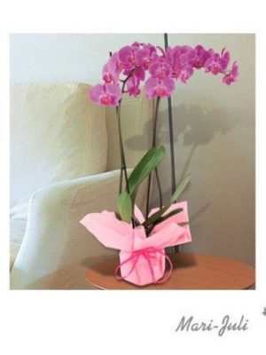 Ref.FMJ0021.Planta Decorada Laila.