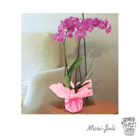 Ref.FMJ0021.Planta Decorada Laila.