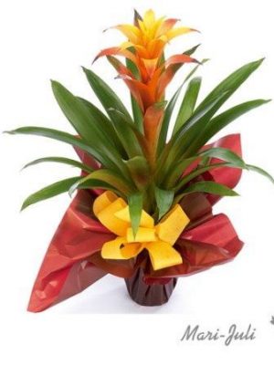 Ref.TR350.Planta florida.