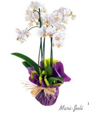 Ref.P0005.Orquideas de tres varas Tahiti