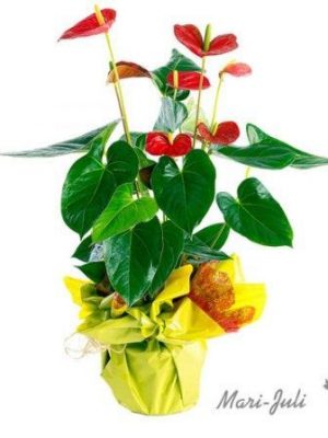 Ref.P0010.Planta de Anthurium rojo decorada