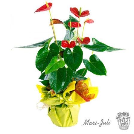 Ref.P0010.Planta de Anthurium rojo decorada