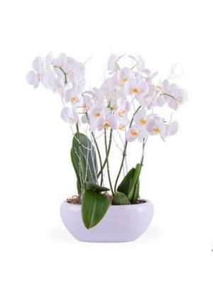 Ref.FMJ0124.Planta Regalo Blanca.