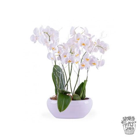 Ref.FMJ0124.Planta Regalo Blanca.