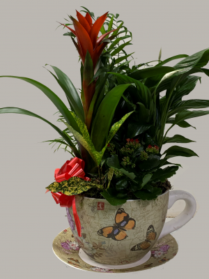 Ref.202104  Cesta de plantas variadas