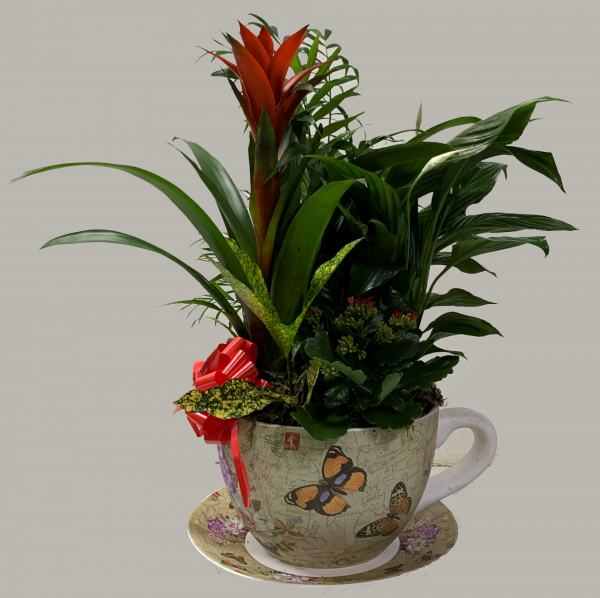 0000249_ref202104-cesta-de-plantas-variadas Ref.202104 Cesta de plantas variadas