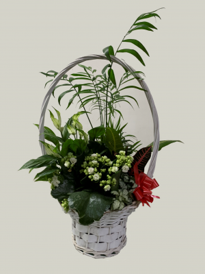 Ref.202105  Cesta de plantas variadas