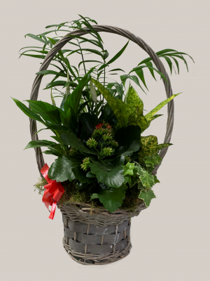 Ref.202106  Cesta de plantas variadas