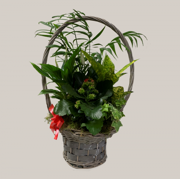 0000251_ref202106-cesta-de-plantas-variadas Ref.202106 Cesta de plantas variadas