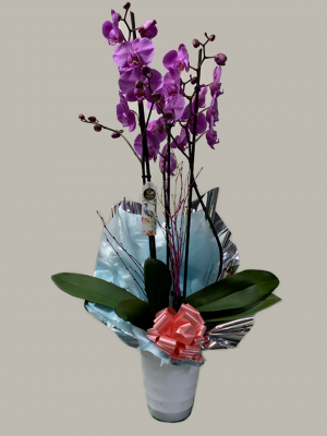 Ref.202108 Orquídea morada decorada