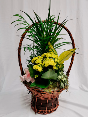 Ref.111410062021 Cesta de plantas variadas