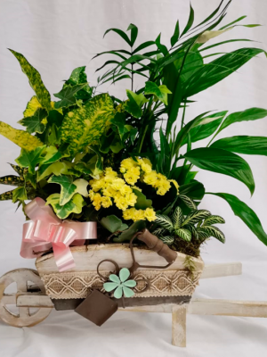 Ref.111910062021 Carretilla Plantas