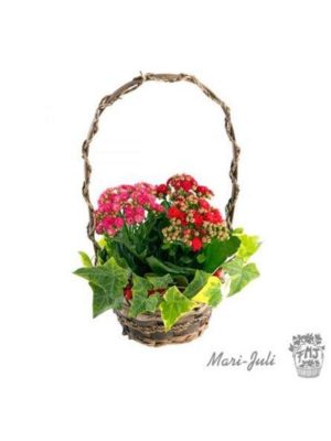 Ref.111410062021 Cesta de plantas variadas
