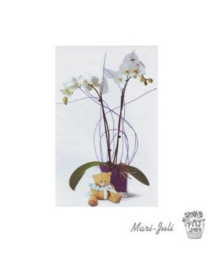 Ref.111510062021 Oso Peluche